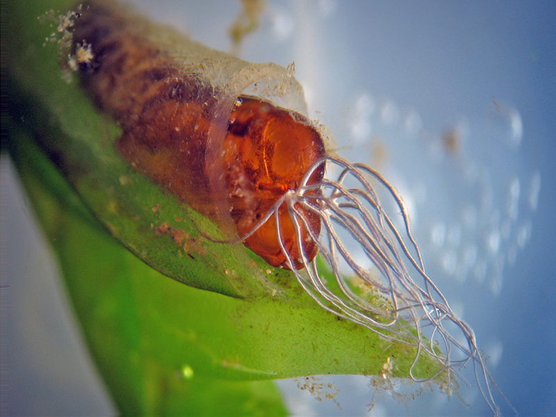 Pupa di Simulidae